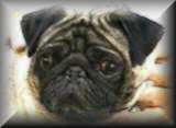 Boris as a puppy