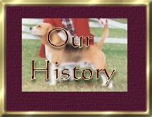 Find out more about our life with our dogs