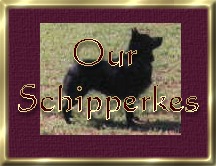 Our Schipperkes