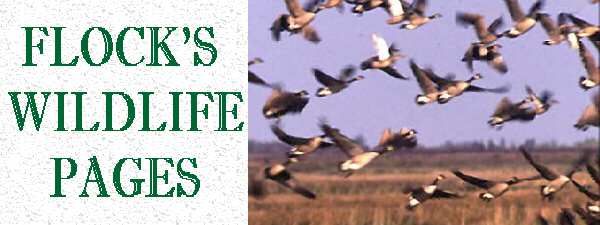 FLOCK WILDLIFE HEADER