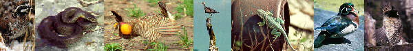 Wildlife