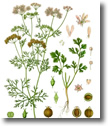 Cilantro para la aerofagia