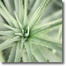 Planta de Aloe Vera