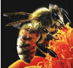 Abeja y apitoxina
