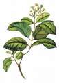 Planta de Boldo