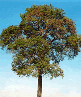Arbol de Catuaba