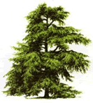 El cedro y el Aparato Termorregulador