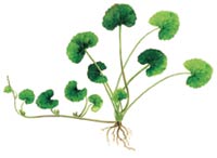 Dibujo de la planta Centella Asiatica