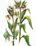 Dibujo de la planta medicinal consuelda