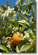 Flor de naranjo y frutos