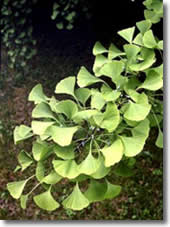 Planta de ginkgo biloba