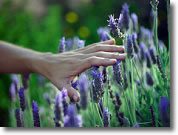 Plantas de lavanda