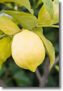 Limon amarillo