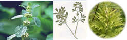 Plantas contra las Lombrices Intestinales