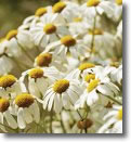 Flores de manzanilla