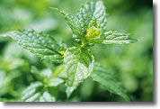 Planta de menta