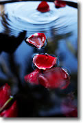 Hacer perfume de rosas