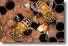 Propoleo de abeja