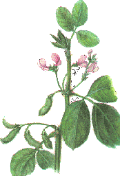 Lecitina de Soja
