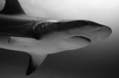 Cartilago de Tiburon