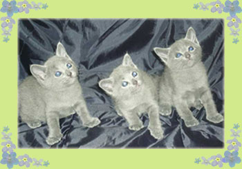 Gatitos Azul Ruso