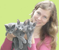Vera y gatitos Azul Ruso