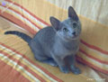 Charluna