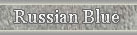 Russian Blue