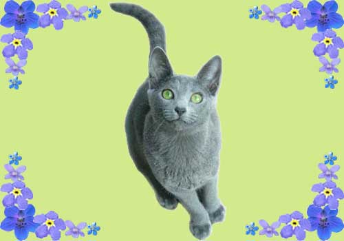 Russian Blue Cats