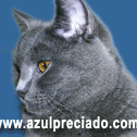 Azul Preciado