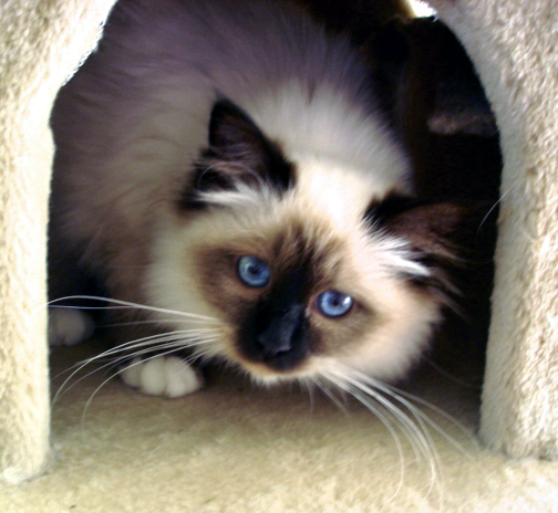 seal point birman kittens for sale