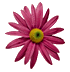 daisy.gif (3526 bytes)