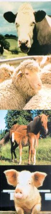 horse01.jpg (16813 bytes)