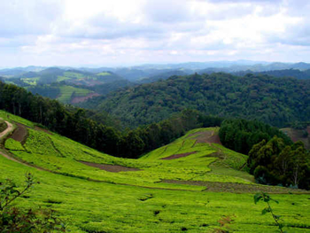 hills
