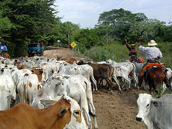 cows