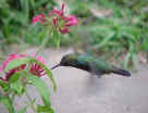Beija-flor-de-garganta-verde; glittering-throsted