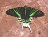 Borboleta