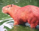 Capivara
