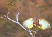 Arbusto Caryocar Brasilieuse