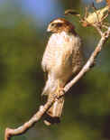 Falco sparverius:quiriquiri; American kestrel