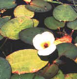 Flor da �gua