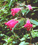 Flor da Mata