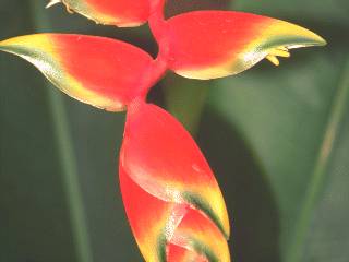 Heliconia