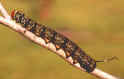 Lagarta [Larva dos Lepit�pteros]