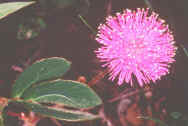 Mimosa