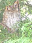 Coruja[Othus choliba]Tropical-Screech-Owl, entre as con�feras