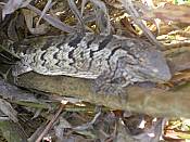 Lagarto [Lacert�lio] entre arbusto em 08.07.07