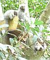 Sag�i de Tufo Branco