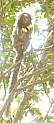 Sag�i de Tufo Branco