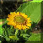 Smallanthus-Flor.jpeg (23842 bytes)